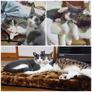 ミ　カン（秋田市）ミーちゃん・カンくん2匹をお迎えしてから4ヶ月がたちました。去勢・避妊手術も無事に終わり、2匹とも元気にのびのび暮らしています。一方が私か母に甘えて寄ってくると、もう一方が「自分も～」とかまってほしそうに近づくのがとてもかわいいです(  ´ω｀  )