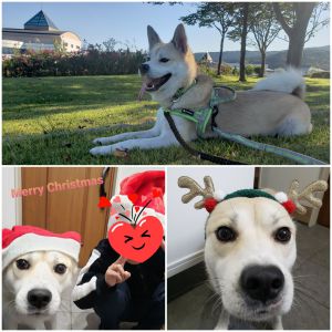 ごうた（にかほ市）ごうたが来て、もうすぐ１年４ヶ月になります。これからも家族４人と１匹、楽しく暮らしていきたいです。来年もよろしくお願いします。