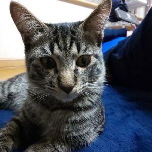 ナギ（秋田市）譲渡から2ヶ月が経ちました。毎日元気がいっぱいで、家族皆がメロメロです。これからの成長が楽しみです。ありがとうごさいました。