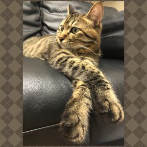 のこ（秋田市）おかげ様で病気をする事もなく一年迎えられました^ ^今日も元気にストーカーされています( ´ ▽ ` )