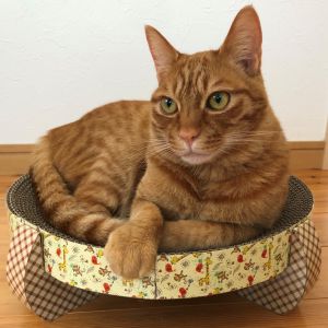 まる（大仙市）2018年12月9日　横手市ふるさと村の譲渡会で、まる（みかん君）と出会いました。保護主様お元気ですか？あれから3年、まるはとっても元気でお利口さんです。体重4.5キロ、毎日決まった時間にきっちりご飯を食べて規則正しい生活を送っています。家族以外の人には警戒心が強く、ビビリな性格ですが新入り猫にはとても優しくて面倒見がよく本当に賢い子です。まるのおかげで家族みんな幸せに暮らしています。