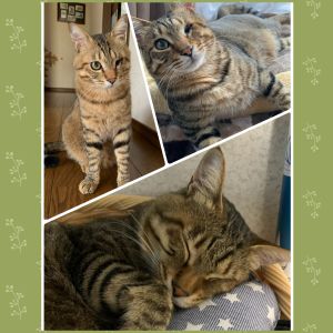 ひじき（美郷町）ひじきが家族になって2年が経ちました！最近はお手、おかわりを習得してご飯の時間にお手、おかわりをしてから食べています^_^相変わらず人見知りせず誰にでもスリスリしてます笑