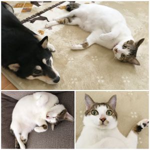 ノア（秋田市）ノアが我が家にやってきて、もうすぐ一年が経とうとしています。時々、先輩犬と追いかけっこしてますが、付かず離れずな感じで仲良くしてるようです。人にくっついているのが大好きな甘えん坊に毎日癒されています^ ^