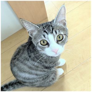 ギン（大仙市）とても甘えん坊で初めて会う人にもすり寄っていく猫ちゃんです。体重も増えて、毎日よく食べ、よく寝て、元気に過ごしています。毎日決まった時間に玄関の椅子に座り子供たちの帰りを待っています。