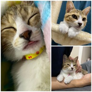 たま子（秋田市）我が家にお迎えして2ヶ月が経ちました。抱っこが大好きなバブちゃんです。家族みんなデレデレです
