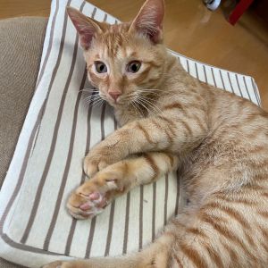 きなこ（能代市）やんちゃな7ヶ月になりました。先住の猫とも仲良く暮らしています。