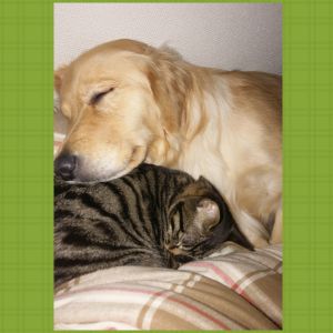ルナ（秋田市）活発で甘えん坊で元気に育ってます。先住犬との関係も良好です。