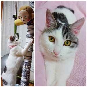 たら家族になって二ヶ月になりました❗普段はほとんど声を出さずにいます。が、お腹が空くと、ものすごい声でご飯頂戴アピール。体重増加中。夜は布団の中に入って腕の中で寝てくれます。久しぶりの子猫なので振り回されていますが、癒されてます。
