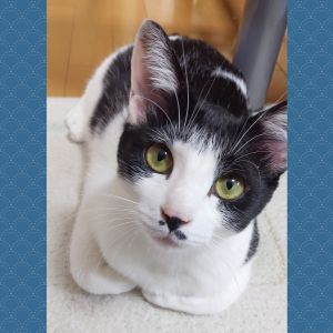 チロ（大仙市）元気にやってます