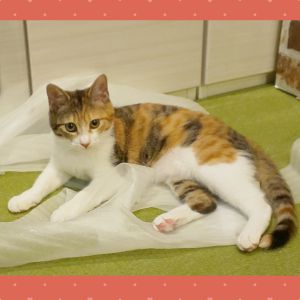 リリ（大仙市） 家や家族に慣れて、元気に遊んでいます。ご飯もよく食べ、病院で整腸剤をもらってからは嘔吐ありません。２月５日に避妊手術の予定です。