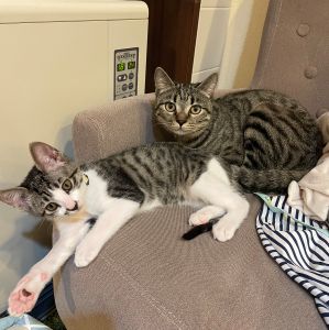 まめ　もも（秋田市）すくすく育っています。先住猫のももと、喧嘩しながら楽しく遊んでいます。一緒に寝ている姿を見ると、とても幸せな気分になります。ありがとうございました。これからも宜しくお願いします。