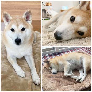 デコ（秋田市）デコが家族になって2カ月が過ぎました。元々とても良く躾けられているのと穏やかな性格で、何の苦労もなく助けられています。その分、近い未来にくる介護を頑張らないとと、デコの優しい顔を見て思う日々です。