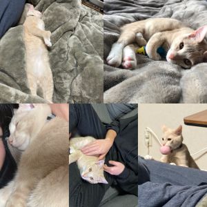 リッキー（横手市）お父さんの布団の上で眠り、朝方になると私の布団の中に入り腕枕で喉をゴロゴロ鳴らしてまた眠り、仕事に行ってからはおばあちゃんの部屋で過ごし、お兄さんが帰ってきたら遊んでもらい、お父さんとお母さんの帰りを待ちます。甘えん坊で、抱っこも大好き、だけど遊ぶ時はちゃんとおもちゃを何度も持ってくるお利口さんなところもあり、もう家族全員夢中です。1月17日に去勢が決まりました。この度はこんな素敵な出会いを仲介していただきありがとうございます！