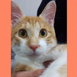 てん（大仙市）わが家のてん君、２カ月過ぎて慣れたようで、やんちゃしまくってます。いっぱい食べていっぱい寝て順調に成長!!可愛いが溢れています!!