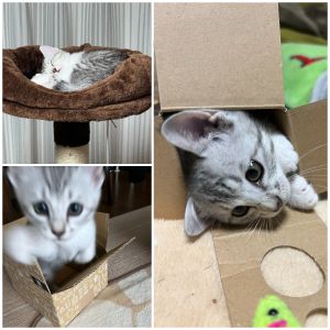 りん（三種町）家にきて3週間ぐらい経ちました。とても元気に過ごしています！遊ぶことが好きで、いろんなことに興味深々です！疲れると急に寝るところも可愛らしいです！