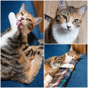はなみ（能代市）たくさんごはんを食べて、毎日元気いっぱい遊んでいます。まだまだいろんなことに興味津々です！