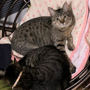 みずき（湯沢市）みずきが家の家族になって2か月経ちました。すぐに慣れて毎日家中探検しまくり走り回っています。先住猫との関係は微妙ですが、たまに一緒にいると嬉しいです。これからどんなふうに成長して行くのか楽しみ！大切にします。