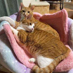 マル　ポコ（秋田市）家に、来て1年半近くなりました。大きくなっても兄弟仲良しです。2匹とも、性格は、正反対で、家族皆んな癒されています。