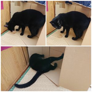 クー猫あるあるで段ボールは必ず私物化されさらには破壊されます(笑)この段ボールは気に入っているのかわかりませんが比較的長持ちしています