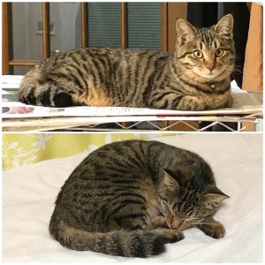 ひまりん（秋田市）おかげさまでひまりん、元気にしてます。眠り猫と、サッカー選手になれるんじゃないかってくらいおもちゃをドリブルするのとのギャップ？、メリハリがスゴイです。ひざに乗ってきたり、甘えてきます。家族を癒やしてくれています。