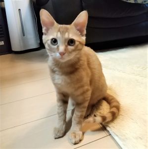 毎日元気に走り回っています。食事量もかなり増え、今は2.7kg超になりました。子どもたちにも慣れ、おやつをねだっています。来月には去勢手術を受けさせる予定です。これからもよろしくお願いします。