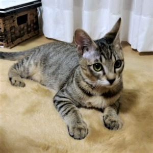 こまめ（秋田市）よく食べ遊び、とても甘えんぼうでやんちゃな我が家の家族です。とても可愛いです。