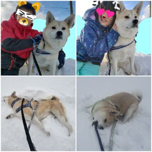 ごうた（にかほ市）ごうたが家族になり、おかげさまで１年半がたちました。子供が一人増えたような、賑やかな毎日です。室内では、とってもお行儀が良く、サークルの中で静かに休んでいます。散歩は大好きで、外では元気に雪と戯れています。ごうたは毎日、まるでお兄さんのように、子供たちの学校の見送りや、音読を聞いてくれています。留守番も完璧です。助かっているよ、これからもよろしくね。
