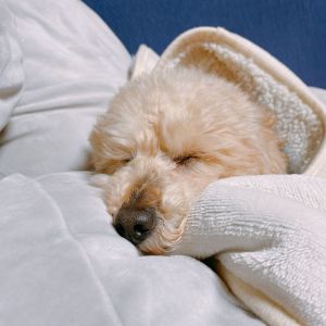 ウォル（美郷町）よく食べ、よく眠り、元気に過ごしています。暖かくなったら、外で思いっきり走らせてあげたいです。