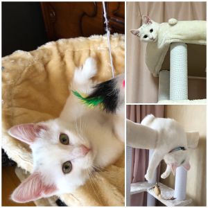 ソラ（湯沢市）ソラが我が家にやって来て2ヶ月が経過しました。ヤンチャ過ぎるのが玉に瑕ですが、よく遊び、よく食べ毎日スクスク成長しています。家族の一員として大切に育てていきたいと思います。いぬねこネットワークの皆様、素敵なご縁を有難うございました。