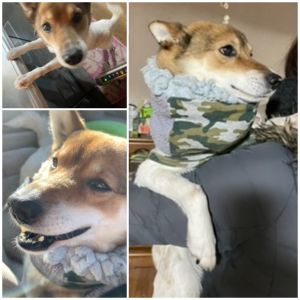燦（秋田市）トライアル初日からスリスリしてくれた燦です。モリモリ食べて朝晩お散歩もズンズン歩いて、元気いっぱい過ごしています！まだまだ甘噛みの力が強いやんちゃさんですが家族みんなで楽しくすごしていきます。先代の子共に、今回もご縁を繋いでいただき本当に感謝しております。
