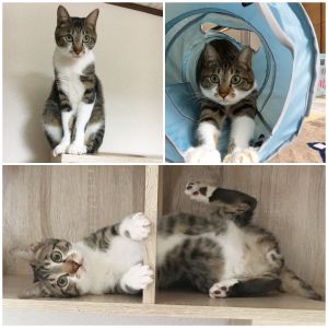レオ（由利本荘市）体重が5kgを超えあっという間に大きくなりました。やんちゃで甘えん坊なところが可愛くて、レオとの生活に毎日幸せを感じています。レオと出会えて良かったです。ありがとうございました。