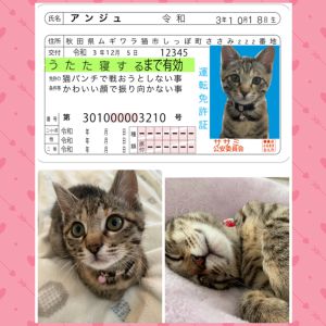 アンジュ（雄勝郡）すぐに家族に慣れてくれて、名前を呼ぶと耳を動かしながら来てくれます♪眠くなるとゲージのあったか毛布に眠りにいきますが、朝は家族の布団にゴロゴロしながら入って来ます。娘と鬼ごっこもします。ウチの子になってくれてありがとう♪