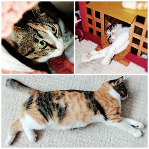 みーちゃん（大仙市）一年経ちました、相変わらず元気いっぱいです。うまい棒みたいな尻尾をぶんぶん振り回し、オモチャを追いかけたり廊下を走り回ったりしています(ΦωΦ)