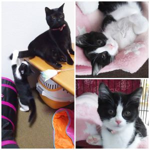 ハナ（秋田市）ハナが家にきて２ヶ月たちました。毎日、先住猫(フク)と走り回って元気に過ごしています。2匹の姿をみて家族みんなが癒されてます。