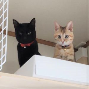 ご縁をいただいてから、あっという間の２ヶ月でした。先住猫ともすぐ仲良くなり、追いかけっこをしたり一緒に寝たり、家族にとってかけがえのない存在になっています。これからも大事に育てていきます。