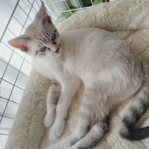 小春（秋田市）日々、先住猫に特訓を受けヽ(>o<)ﾉたくましく!成長しました!!!これからも、末長く穏やかに（無理だけど）ヨロシクね!（笑）