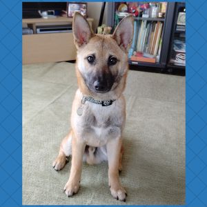 さんた（仙北市）去勢手術３月１０日に決まりました。２回目のワクチン接種は１月１９日です。連絡遅れて申し訳ありません。