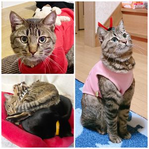 タラオ（横手市）我が家に来て一年が経ちました！すっかり甘えん坊になりました。先住猫とも一緒に遊んだり、先住猫の上に寝たりと 毎日仲良く過ごしています。