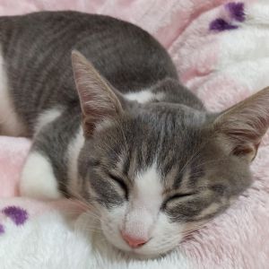 りりい（仙北市）りりいが我が家に来てから3ヶ月が過ぎました。毎日元気いっぱいに遊んで沢山ごはんを食べてスクスクと成長しています。夜はいつも私と一緒に寝る超甘えっ子です。気がつくといつもそばにいます。来月は避妊手術の予定でいます。この出会いに感謝し、これからもたくさん愛情を注ぎ大切に育てていきます。いぬ・ねこネットワークの皆様ありがとうございました。