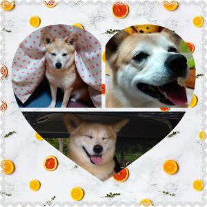 こもも（潟上市）いぬ・ねこネットワーク秋田のスタッフの皆様、日々の活動ご苦労様です。遅くなりました。9年目の報告です。こももは9歳になりました。去年春に体調を崩し、入院はしなかったものの長い期間、通院治療をしました。甲状腺の持病になってしまいましたが、毎日の薬のおかげで、それ以降は元気に過ごしております。この間、ワクチン接種の際に血液検査もしてもらいました。「異状なし」との事でホッとしております。元気である事に感謝しつつ、こももらしい生活が送れるように…と、私達家族も気を引き締めていこうと思います。