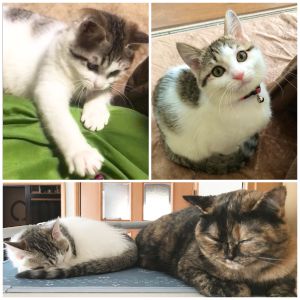 つむ（秋田市）つむが我家に来て2ヶ月経ちました。デリケートな先住とは未だ猫ディスタンス取りまくりですが、仲良く？追いかけっこをして遊んでいることもあります。甘え上手なこともあって家族みんなが癒されており出逢えたことに感謝です。