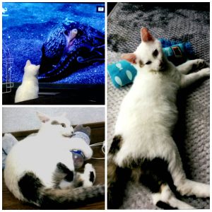 福之助（八峰町）お陰様で昨年11月20日に我が家にやってきた猫ちゃん、毎日元気に過ごしております。12月に2回目のワクチン接種を受け、その際にFIVの検査をしたところ、陽性となってしまいました。生後６カ月未満での検査ですので、もうしばらくしたら再度受けようと思っております。１月には去勢手術も無事済ませ、現在は体重4.2キロ、食いしん坊なので食べ過ぎに注意しつつ出来るだけ遊びながら運動してもらうようにしています。最近は高い場所がお気に入りで、どうやって登ったのかと驚かされるのですが、活発で好奇心旺盛なのはすごく嬉しいのでケガ等しないように見守っております。主人は初めの頃は、福ちゃんと恐る恐る接していましたが、今では適度な距離を保ちながらベタベタと甘えさせるわけでもなく、仲良く過ごしています。日中は私たち夫婦が不在のことが多いので、自分のケージで昼寝をしているようです。その分夜は大運動会のようで、毎日私達に笑いと癒しを与えてくれる今では大事な大事な家族の一員です。これからも福之助が元気に過ごせるように、幸せに暮らせるようにお世話していきたいと思っております。最後になりましたが、最高に愛らしい猫ちゃんを紹介していただき本当にありがとうございました。