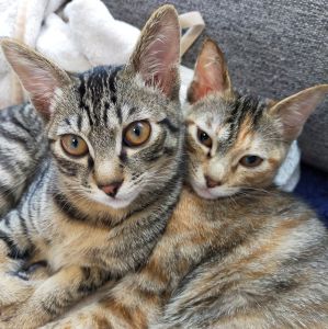 うに　かき（秋田市）ウニカキをお迎えして２ヶ月たちました。元気な運動会が毎日開催されております。兄妹でお迎えして良かった！とてもかわいい二匹です(^o^)お迎えの時期が遅くなってしまったのに快く承諾して頂きありがとうございました。いぬねこネットワークの皆様にはとてもお世話になりました！