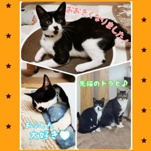 レオ（能代市）レオをお迎えして2ヶ月になりました。名前を呼ぶとお返事をして駆け寄ってきて、いつも喉をゴロゴロ鳴らしてとっってもかわいいです！先猫さんとは毎日猫相撲をして遊んでいますが、たまに制裁をくらってます(笑)よく食べ、よく寝て、よく遊び、元気いっぱいにはしゃぐレオに家族みんな癒されてます(*^^*)