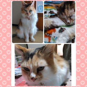 ももこ（横手市）ももこが家族になって丸2年が経ちました。この2年で家族との信頼関係もさらに深くなり、見た目はツンと見えますが『こんなに甘えん坊だったの！？』というくらい、今ではみんなに甘えています。冬は寝てる時間が長かったですが、最近は窓際で外を眺め春を感じているようです。
