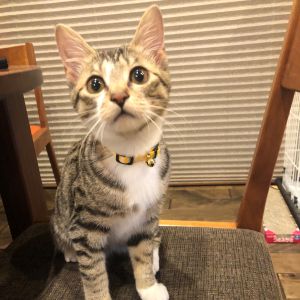 虎白（秋田市）よく食べ、よく寝て、よく遊び愛情たっぷり受けて育っております。