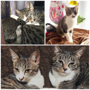 なな（大館市）1歳無事むかえました。甘えんぼうの兄のお世話をいつもしてくれています。ヤンチャでお話好き、おやつ大好き女の子です