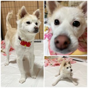 ゆり（秋田市）ゆりが家に来て２か月が経ちました。始めはサークルの隅で固まって、近づいたり音がしたりしたら震えていましたが、今ではすっかり慣れてくれました。身体のどこに触れてもお手入れしても大丈夫ですし、甘えたり遊びに誘ったりしてくれます。いろんなおもちゃでもよく遊びます。おとなしい子と思っていましたが、予想以上に元気でおてんばさんなので驚いています。ご飯を用意していると待ち遠しくて声が出てしまい、持っていくと喜びの舞を踊ってくれます。よく食べ、おやつも大好きです。体重は1.8kg増えて4.8kgになりました。最近はお散歩の練習中です。まだ屋外は怖がりますので、少しずつ慣れていってもらいたいと思っています。先代犬のさくらに引き続き、いぬ・ねこネットワーク秋田さんにはご縁をつないでいただき、感謝しています。