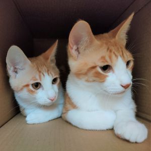 はね　ジェル（横手市）２匹と出会えて早２ヶ月、元気に大きく育っています。とても甘えん坊でダンボールに入って遊ぶのが大好き、子供達と仲良く戯れる様子を見ているととても癒やされますね。素敵なご縁をくださったいぬねこネットワークさんに改めて感謝しております。ありがとうございました。