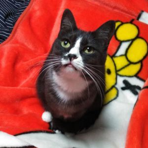 こはる（秋田市）いつも元気です。家族になって3年が過ぎました。